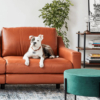 Perro acostado en un sofa de un living moderno y pulcro