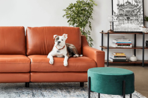 Perro acostado en un sofa de un living moderno y pulcro
